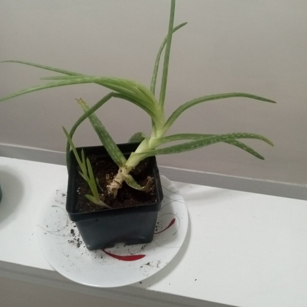 Meet your Posher, Kat